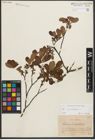 Foto von Salix myrtilloides L.